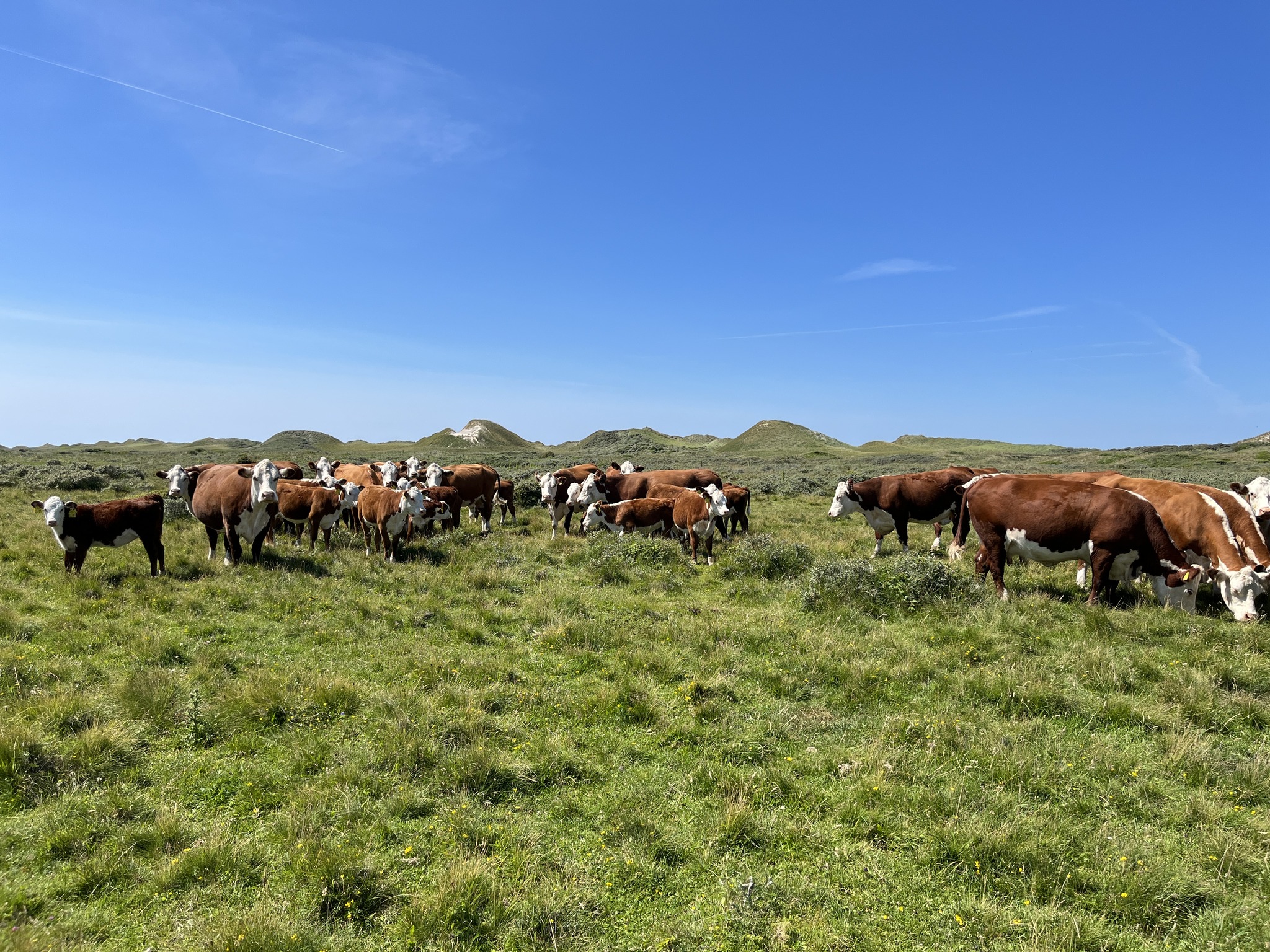 480269159 1066966858567940 7851692021852160861 N